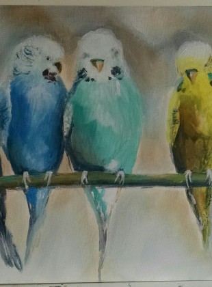 Budgie's for sale