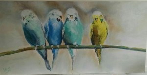 Budgie's for sale