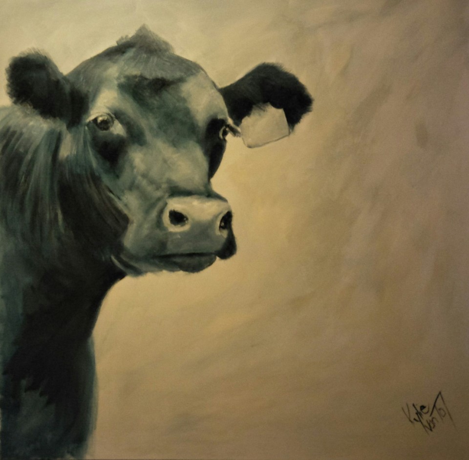 Angus cow