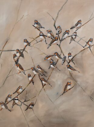 Zebra finches